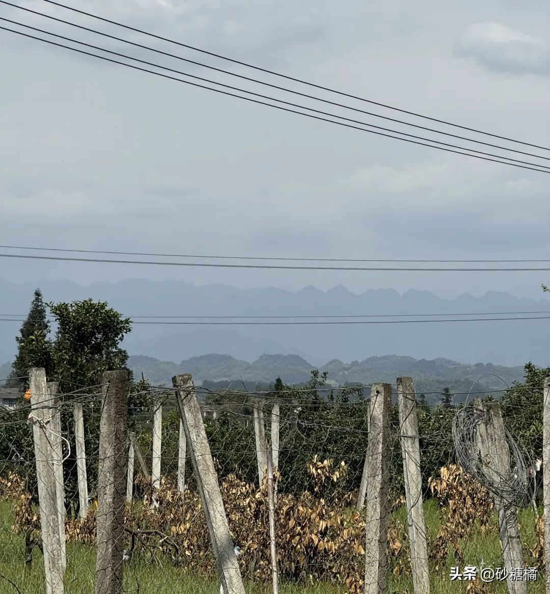 明月村采茶体验_蒲江明月村_成都明月村旅游攻略