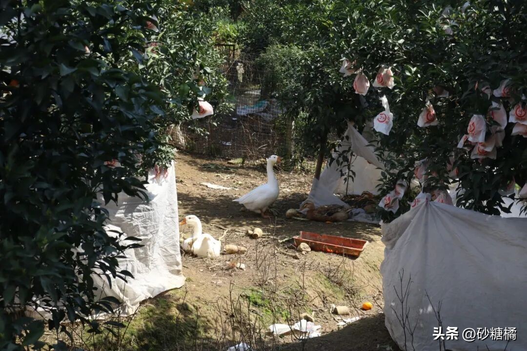 蒲江明月村_明月村采茶体验_成都明月村旅游攻略