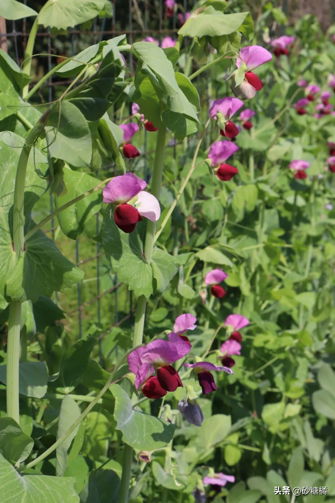 成都明月村旅游攻略_明月村采茶体验_蒲江明月村