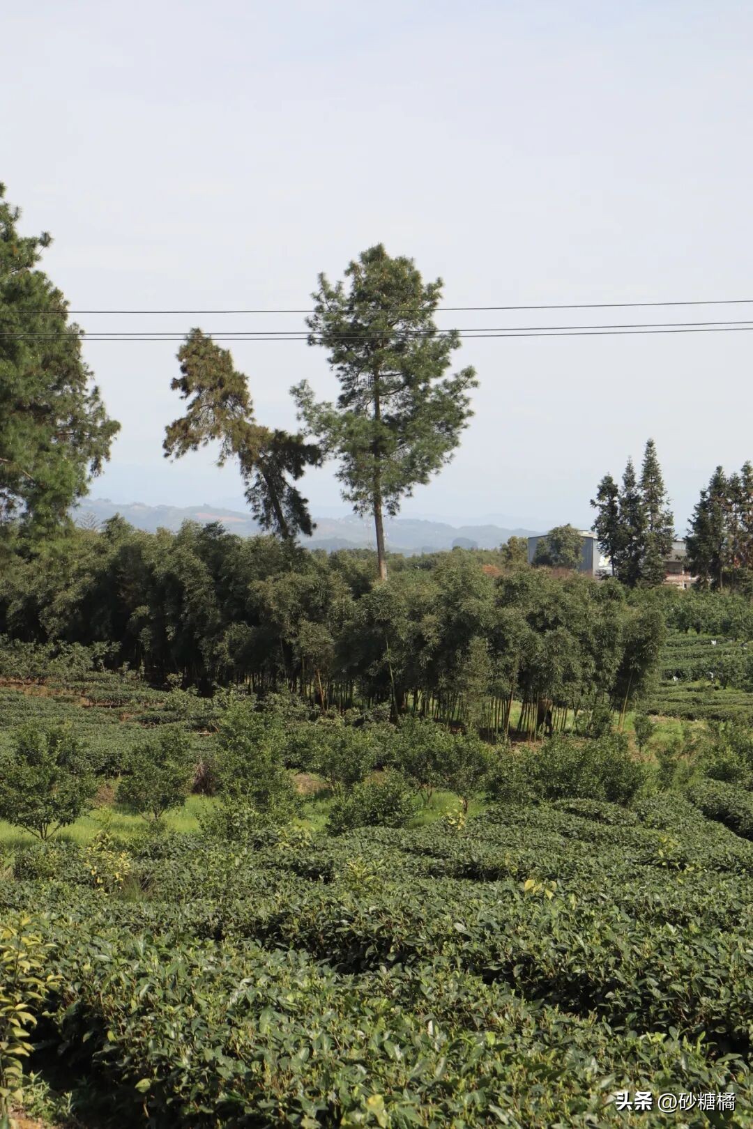 蒲江明月村_成都明月村旅游攻略_明月村采茶体验