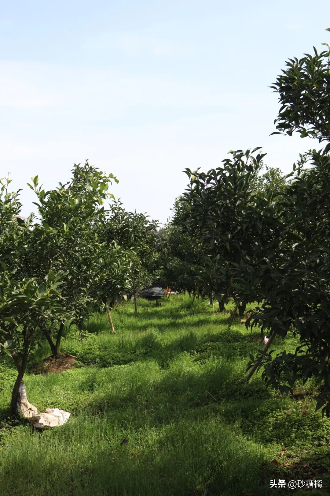 成都明月村旅游攻略_蒲江明月村_明月村采茶体验