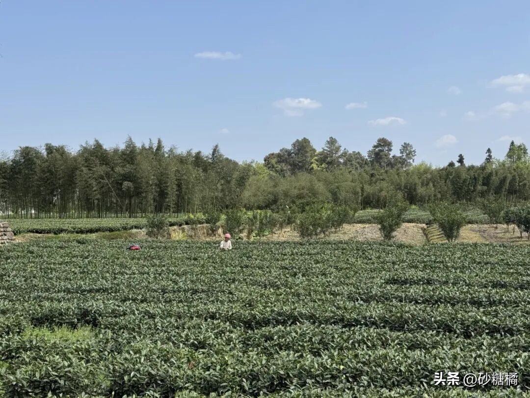 明月村采茶体验_蒲江明月村_成都明月村旅游攻略