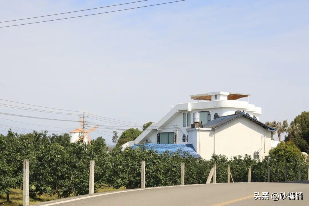 明月村采茶体验_蒲江明月村_成都明月村旅游攻略