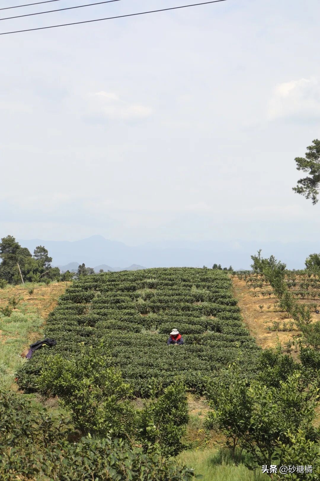 蒲江明月村_明月村采茶体验_成都明月村旅游攻略