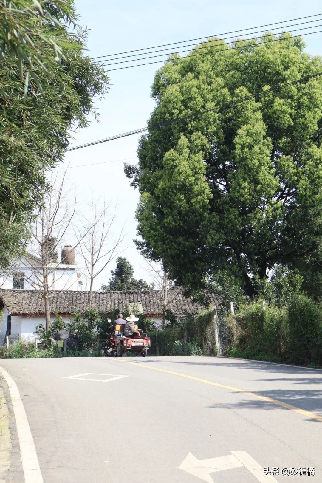 蒲江明月村_成都明月村旅游攻略_明月村采茶体验