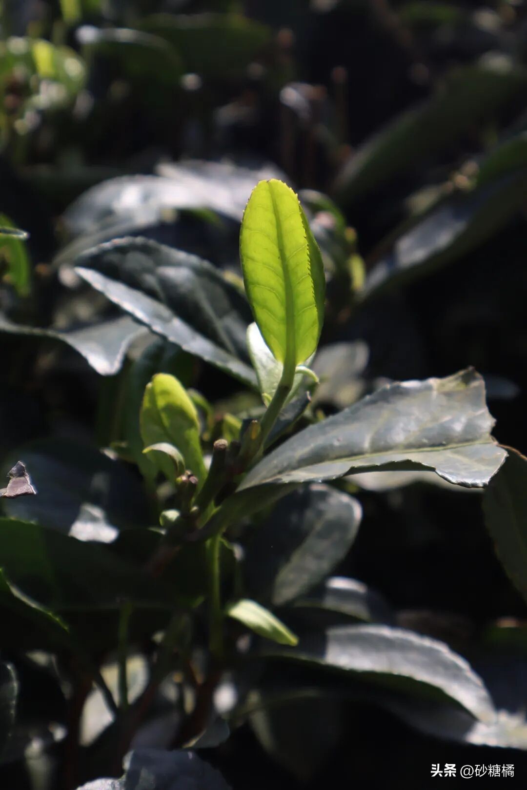 明月村采茶体验_蒲江明月村_成都明月村旅游攻略