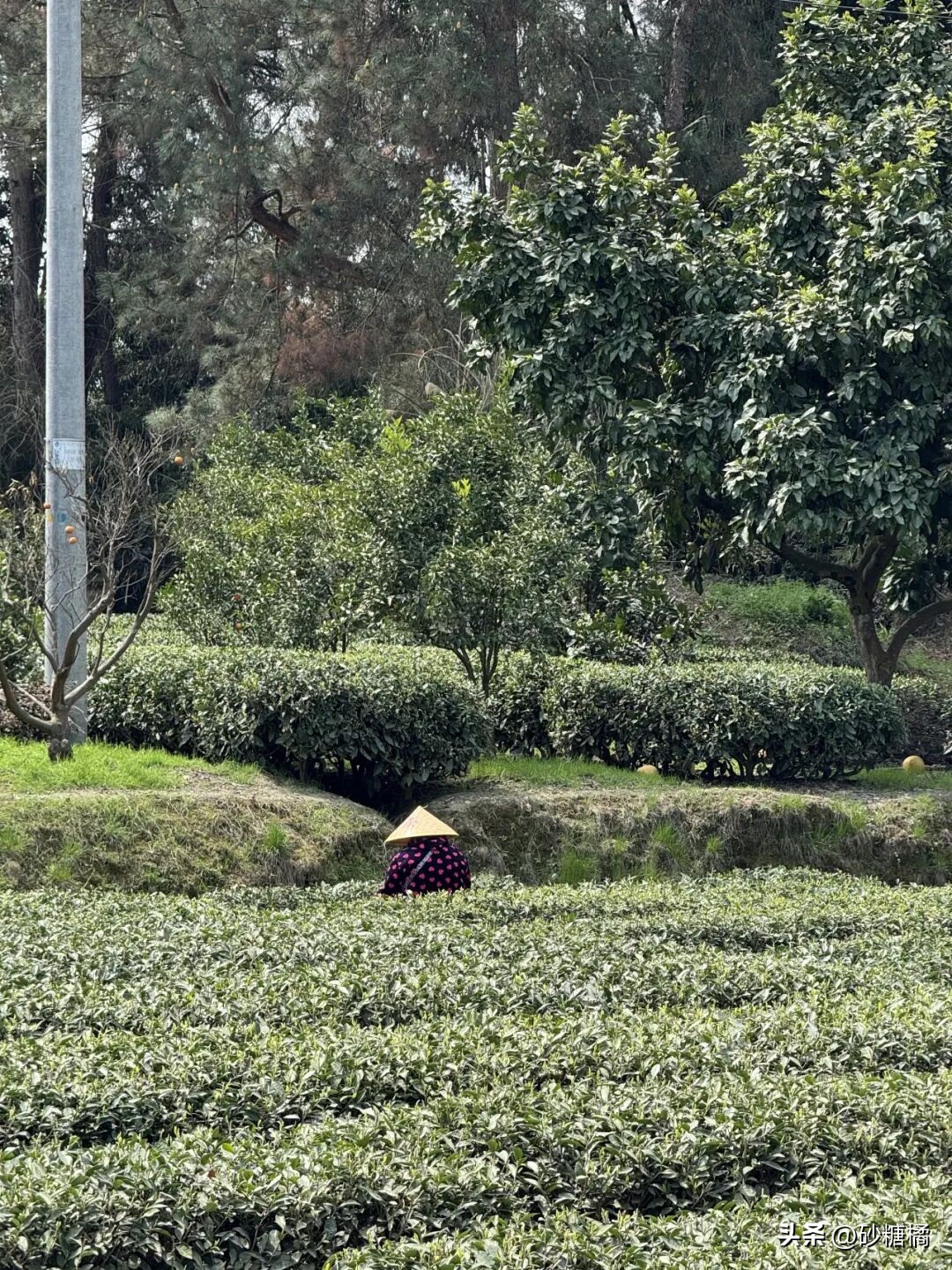 成都明月村旅游攻略_蒲江明月村_明月村采茶体验