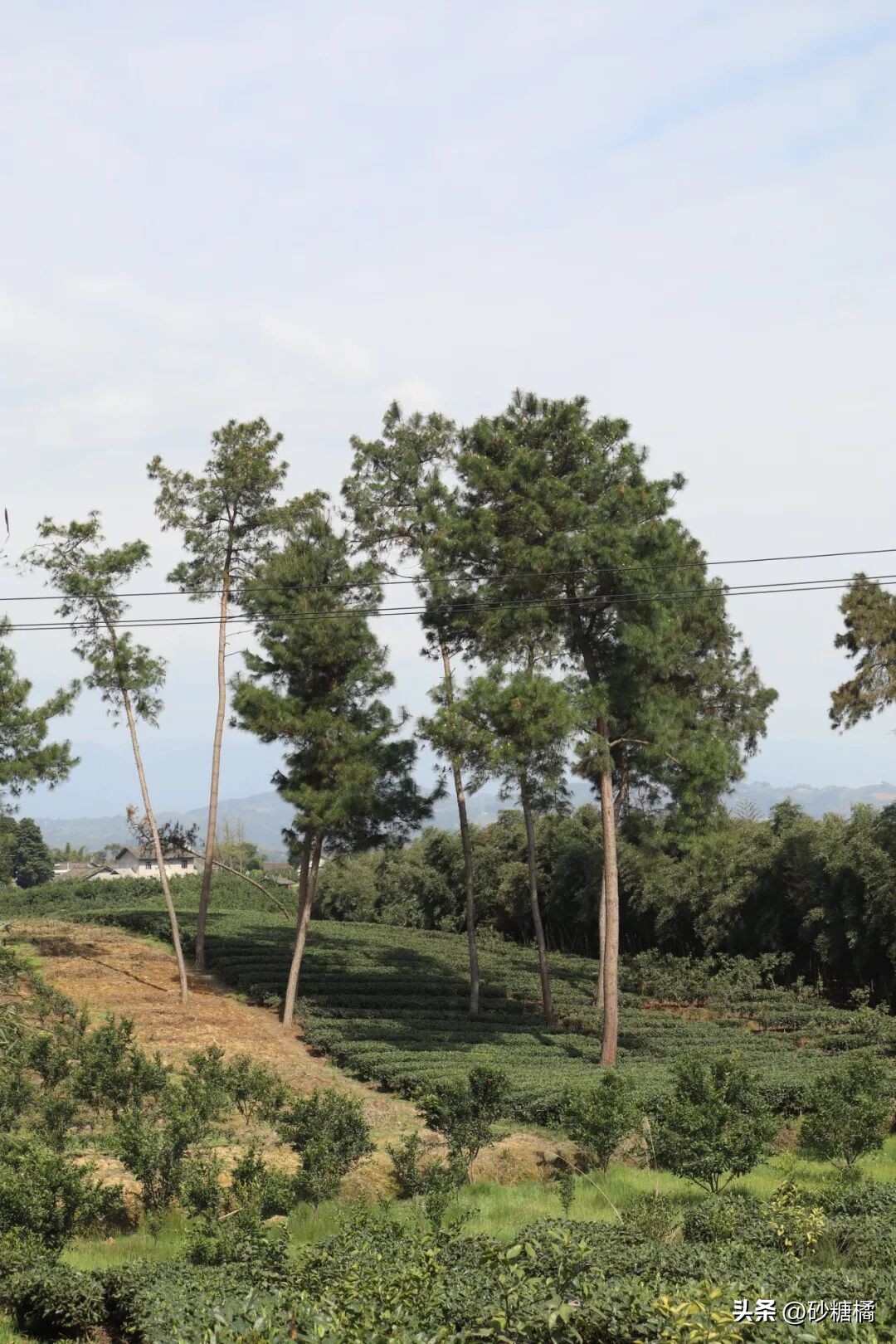 成都明月村旅游攻略_明月村采茶体验_蒲江明月村