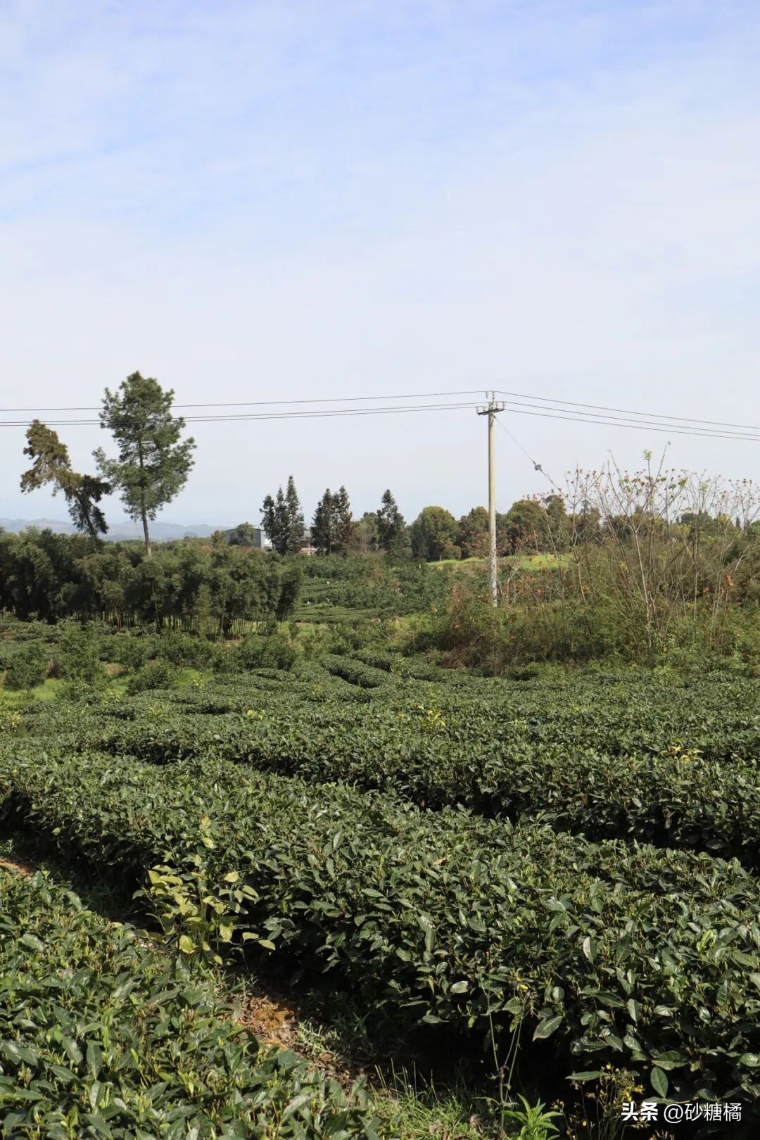 蒲江明月村_明月村采茶体验_成都明月村旅游攻略
