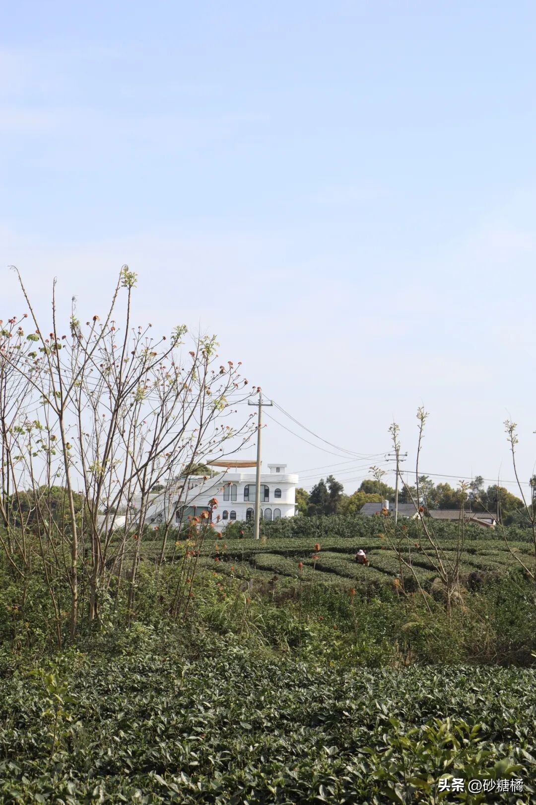 明月村采茶体验_成都明月村旅游攻略_蒲江明月村