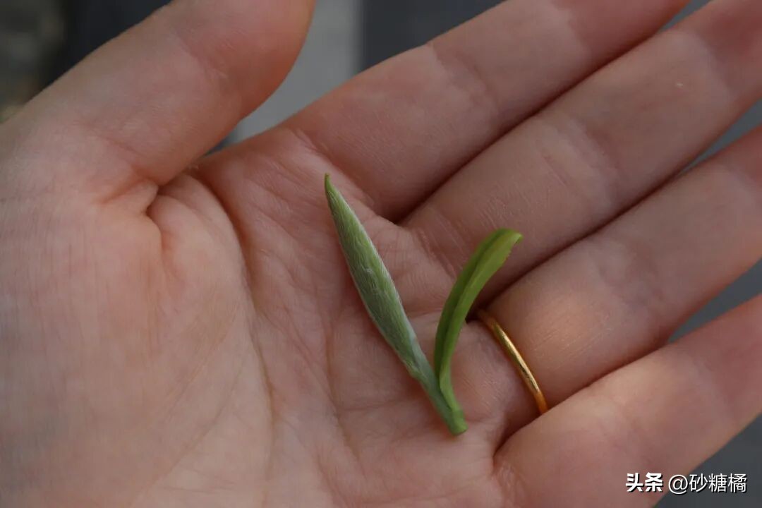 蒲江明月村_成都明月村旅游攻略_明月村采茶体验