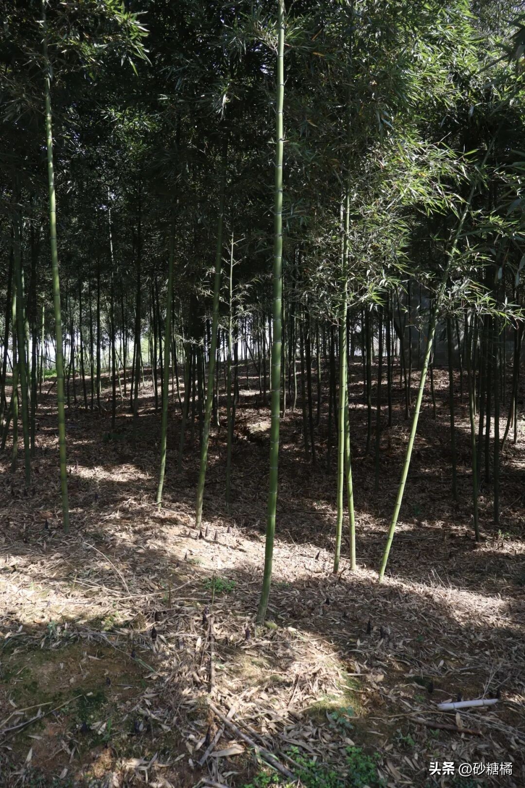 明月村采茶体验_成都明月村旅游攻略_蒲江明月村