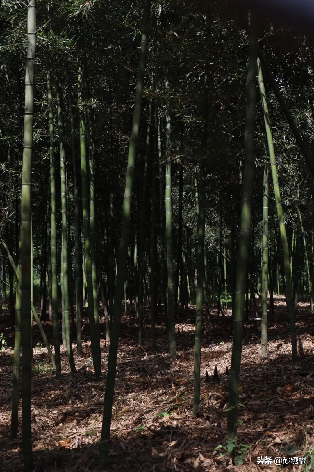 明月村采茶体验_蒲江明月村_成都明月村旅游攻略