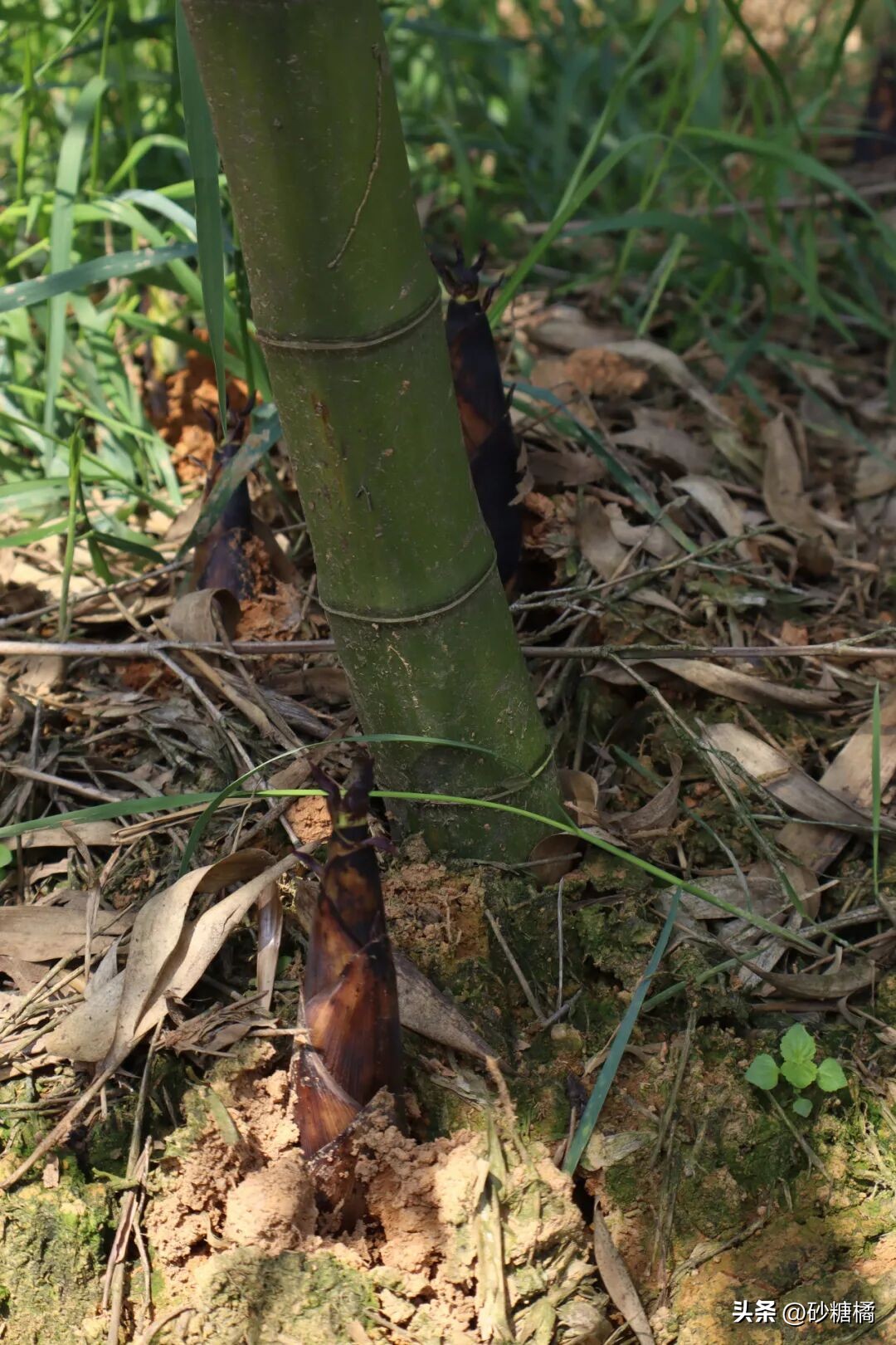 成都明月村旅游攻略_明月村采茶体验_蒲江明月村