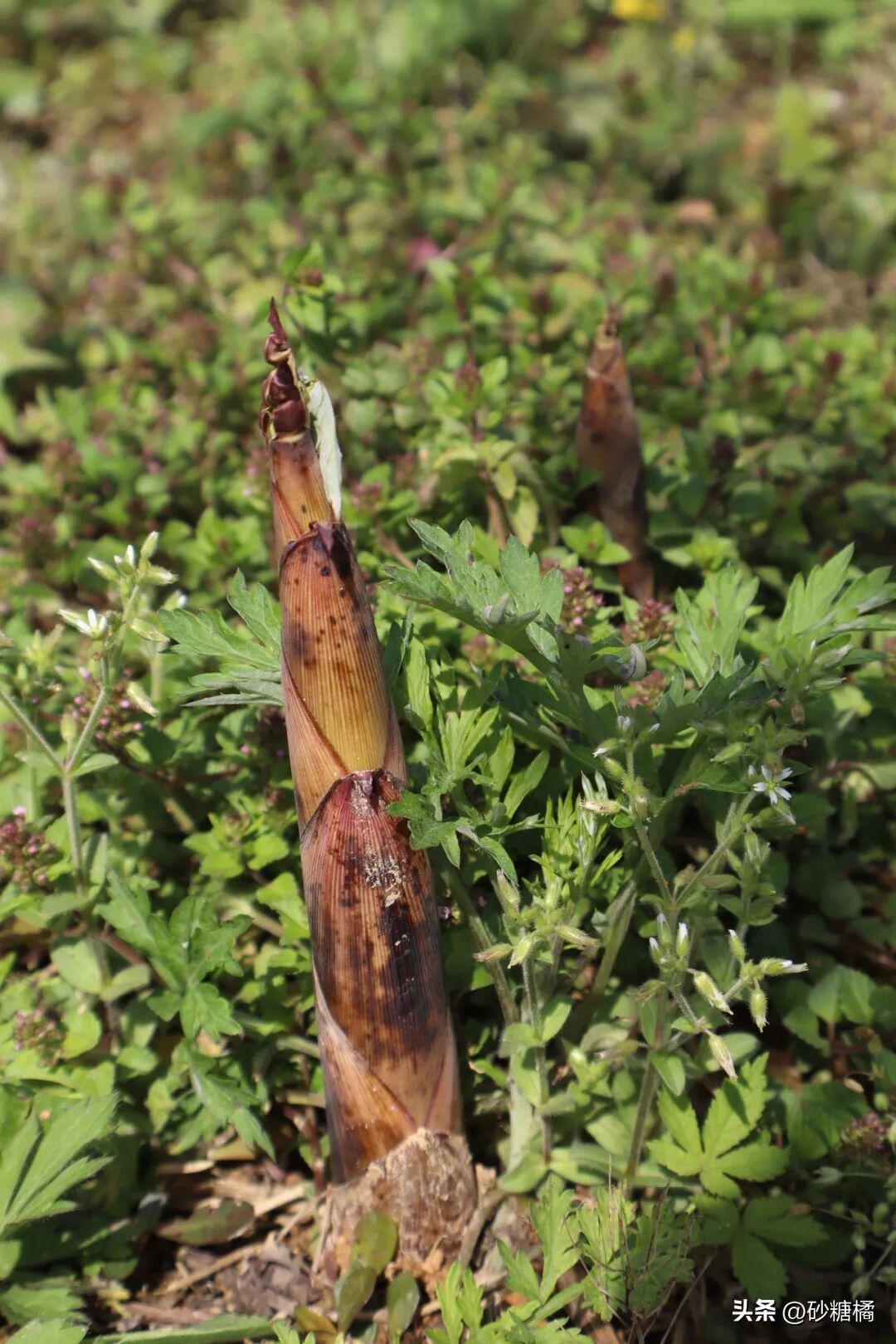 成都明月村旅游攻略_蒲江明月村_明月村采茶体验