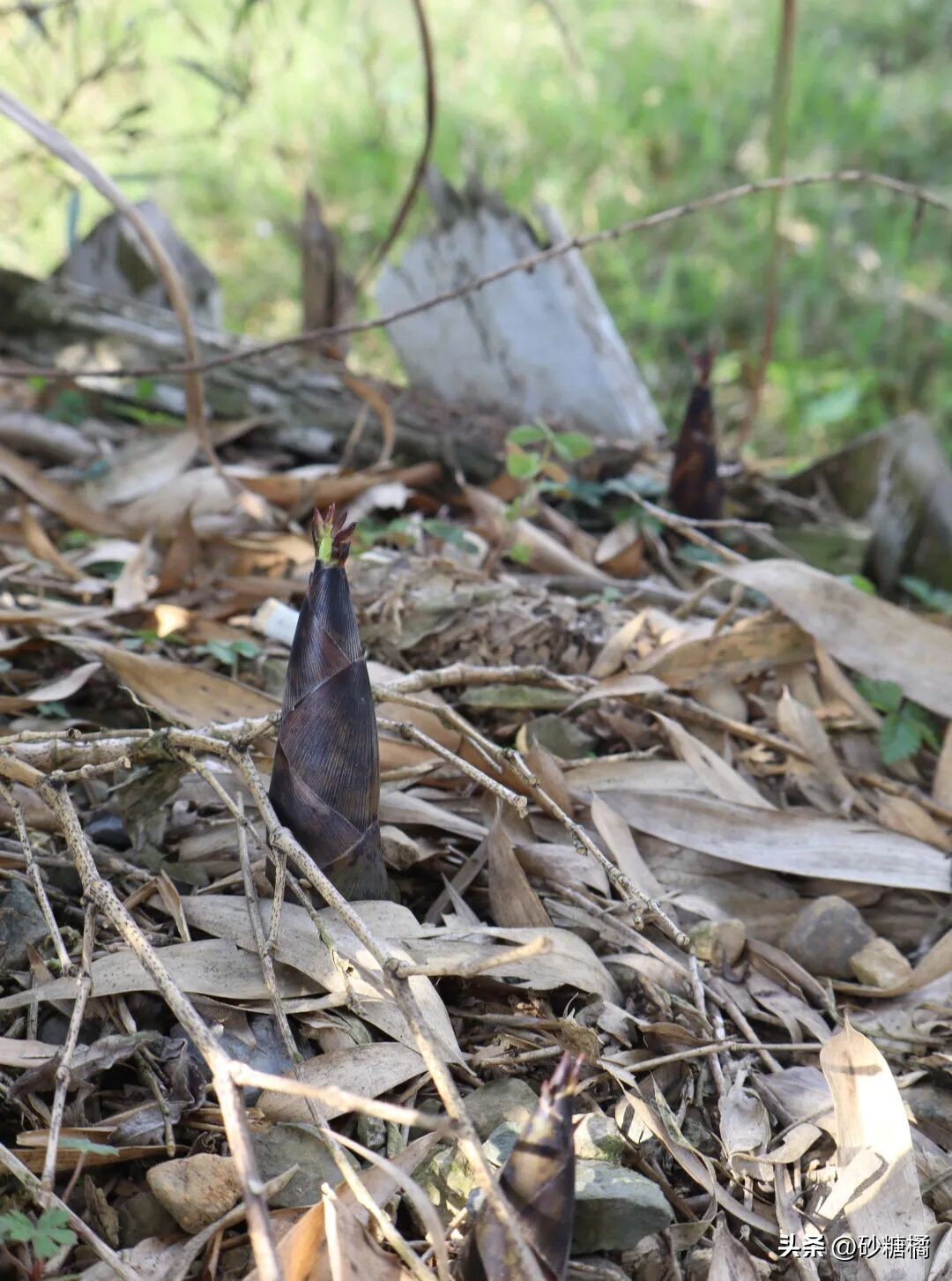 蒲江明月村_成都明月村旅游攻略_明月村采茶体验