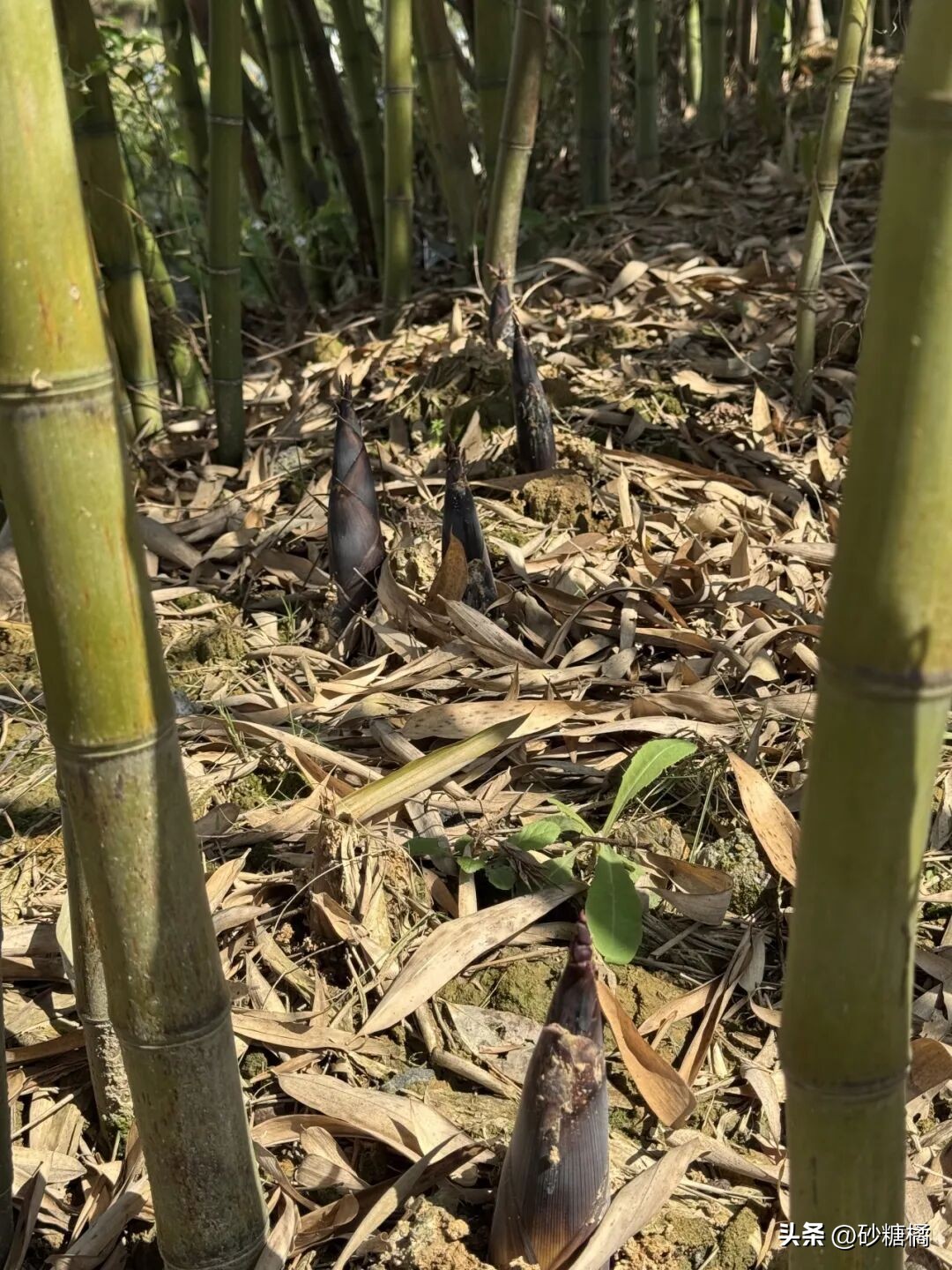 蒲江明月村_成都明月村旅游攻略_明月村采茶体验