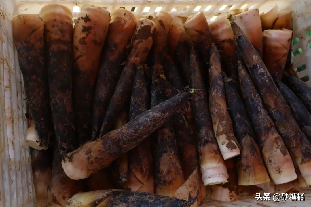 蒲江明月村_成都明月村旅游攻略_明月村采茶体验