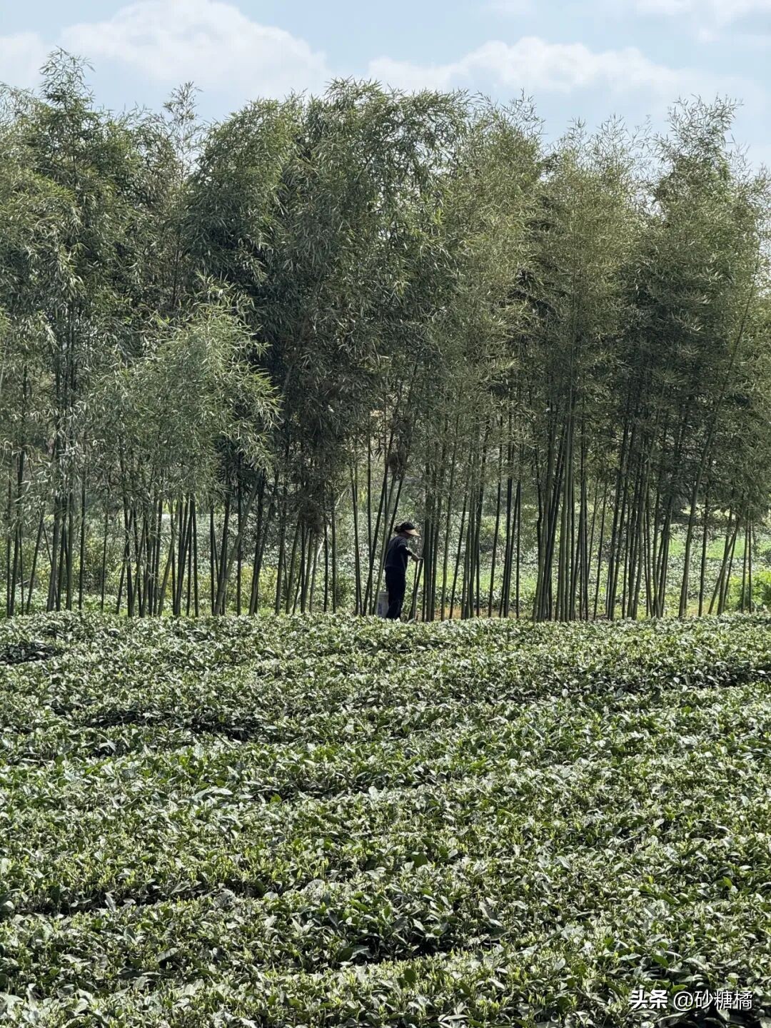 明月村采茶体验_蒲江明月村_成都明月村旅游攻略