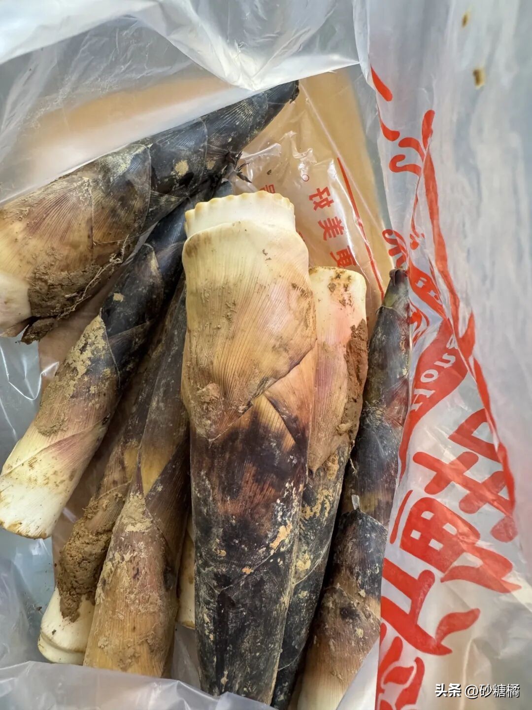 明月村采茶体验_蒲江明月村_成都明月村旅游攻略