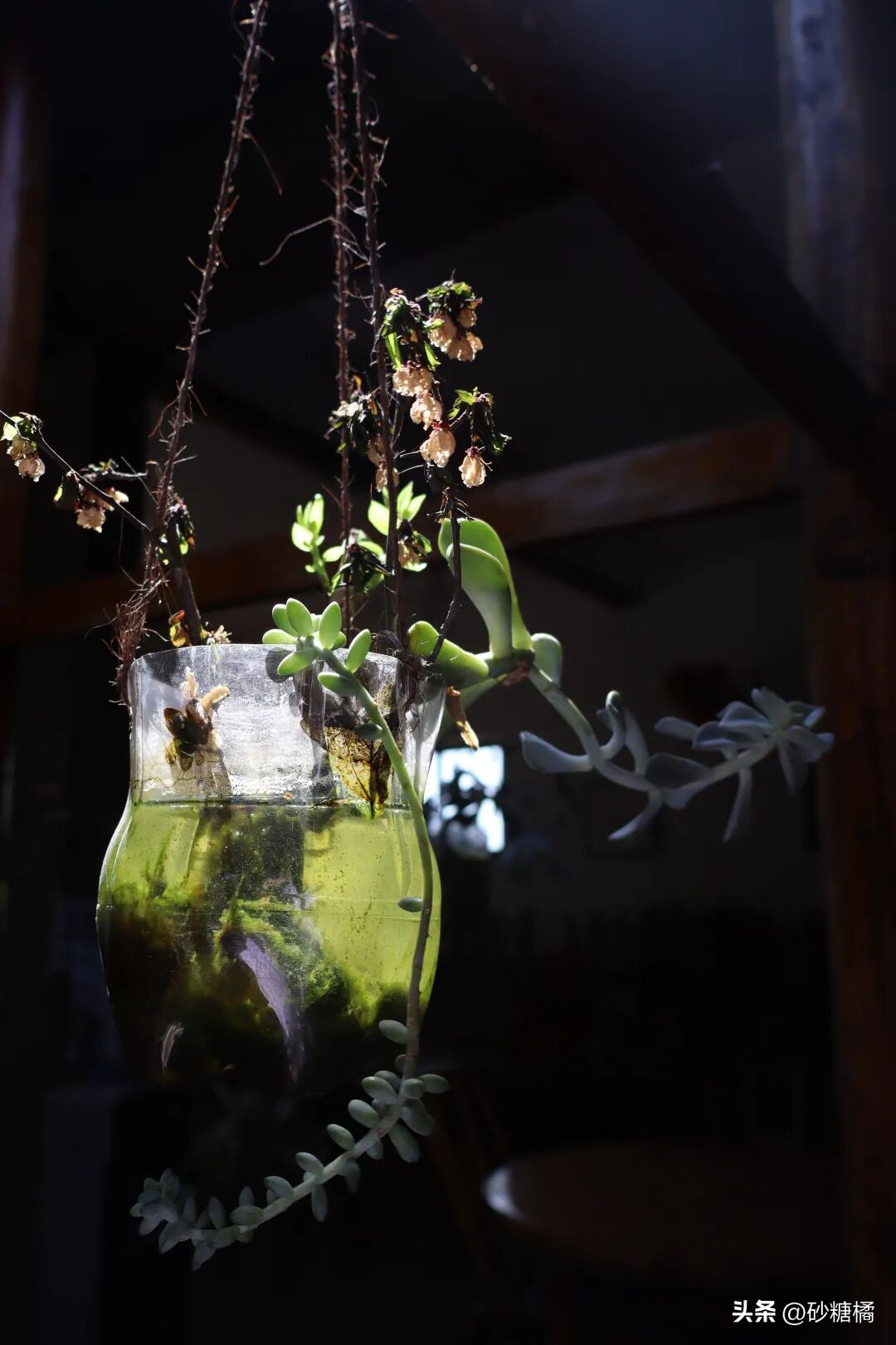 蒲江明月村_成都明月村旅游攻略_明月村采茶体验