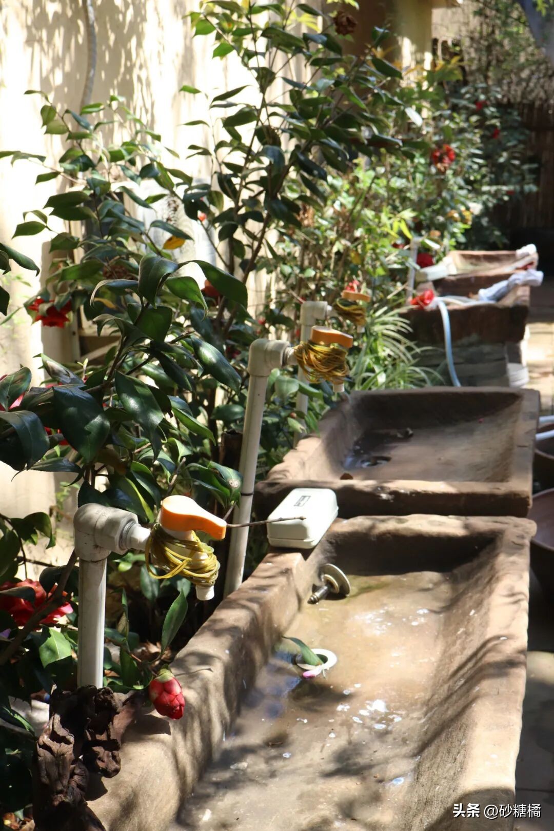 蒲江明月村_明月村采茶体验_成都明月村旅游攻略