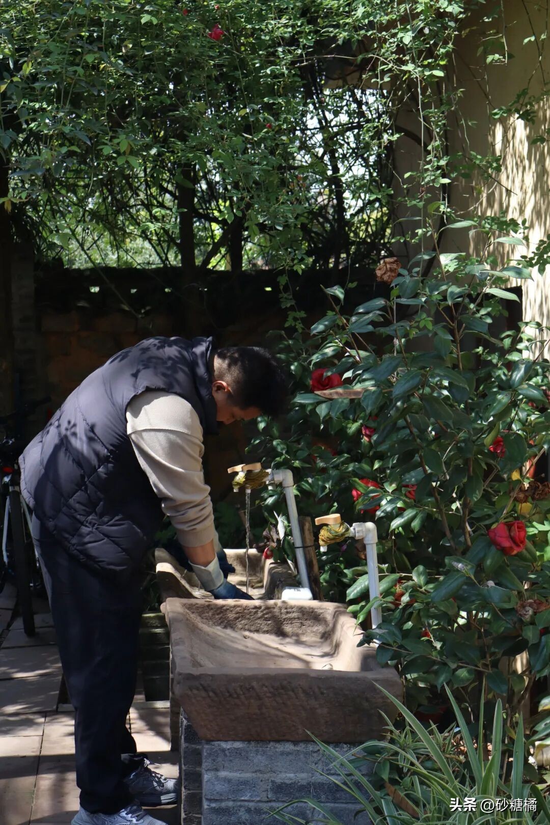 成都明月村旅游攻略_明月村采茶体验_蒲江明月村