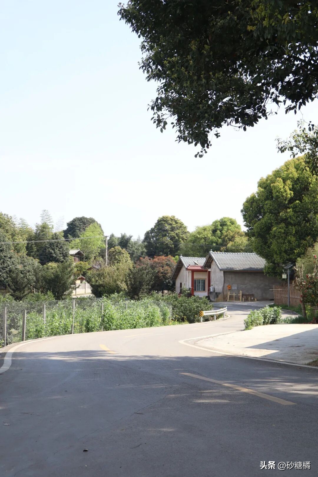 成都明月村旅游攻略_蒲江明月村_明月村采茶体验