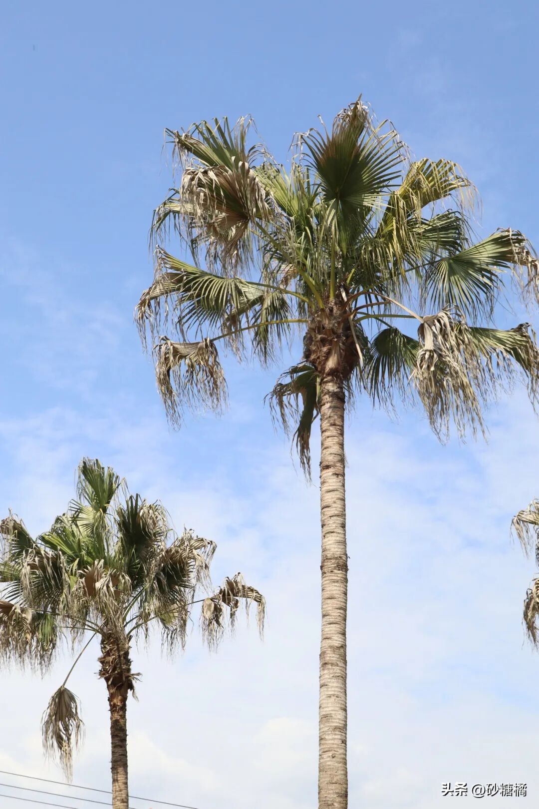 明月村采茶体验_蒲江明月村_成都明月村旅游攻略
