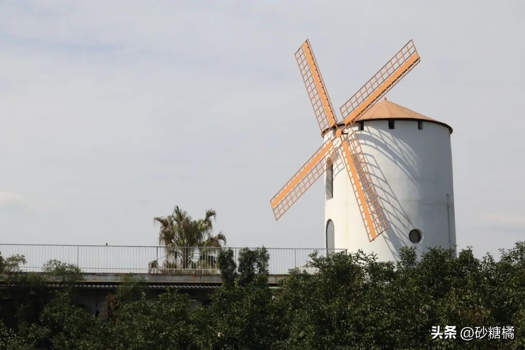 成都明月村旅游攻略_蒲江明月村_明月村采茶体验