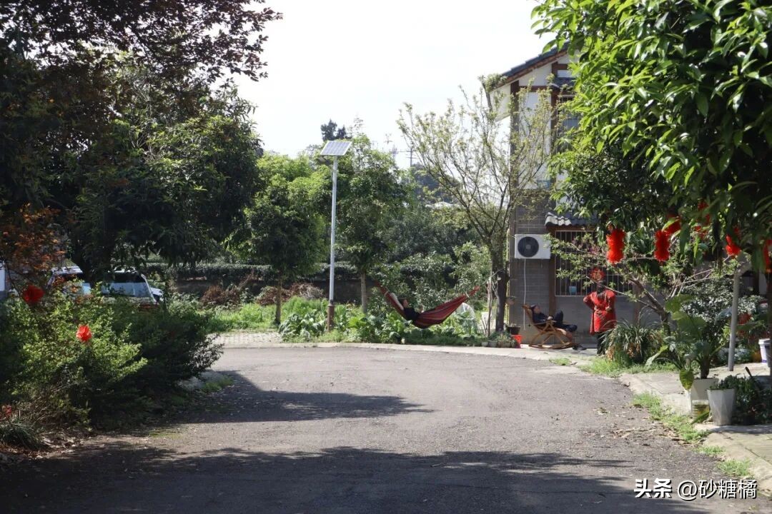 成都明月村旅游攻略_蒲江明月村_明月村采茶体验