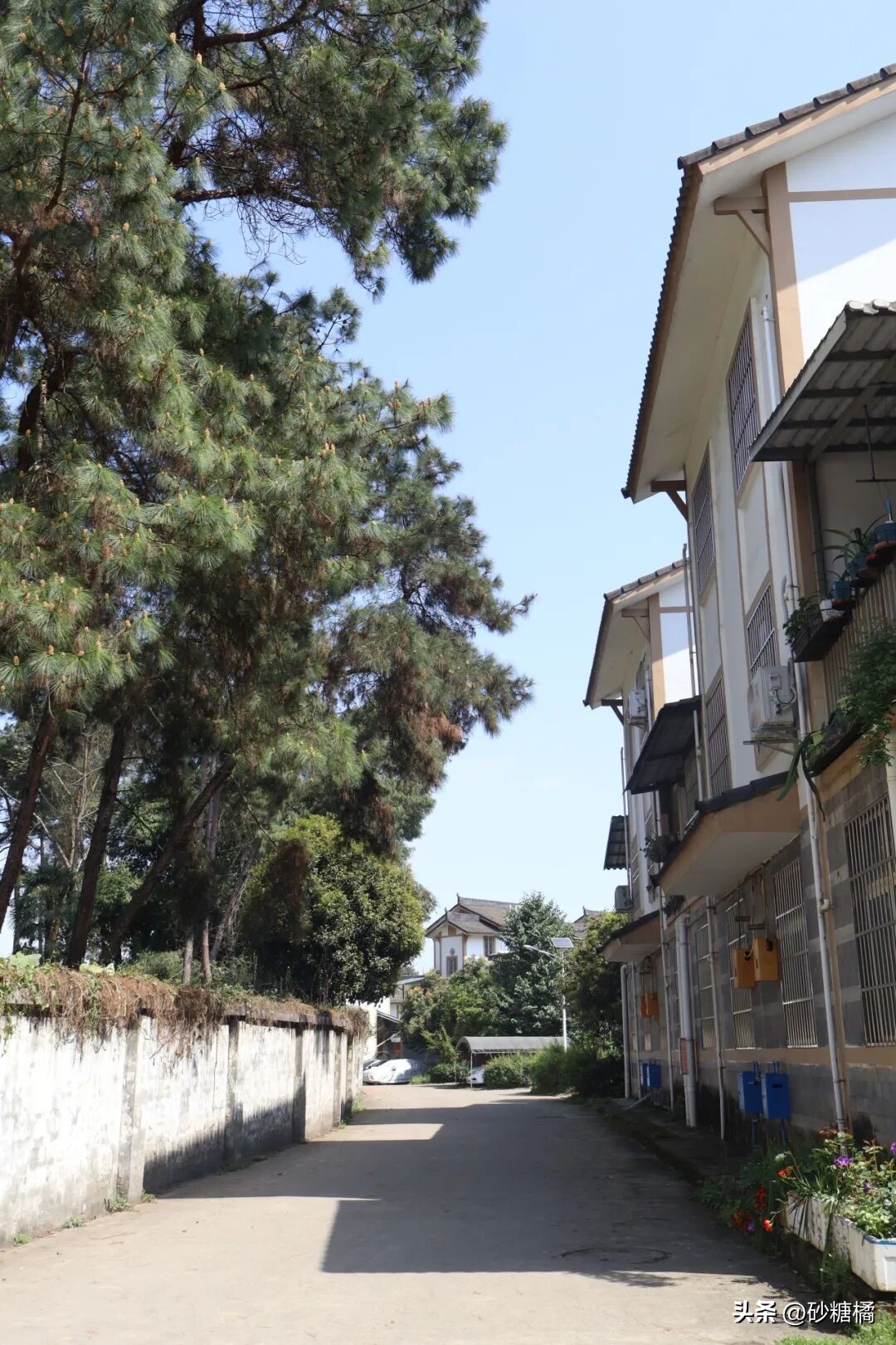 明月村采茶体验_成都明月村旅游攻略_蒲江明月村