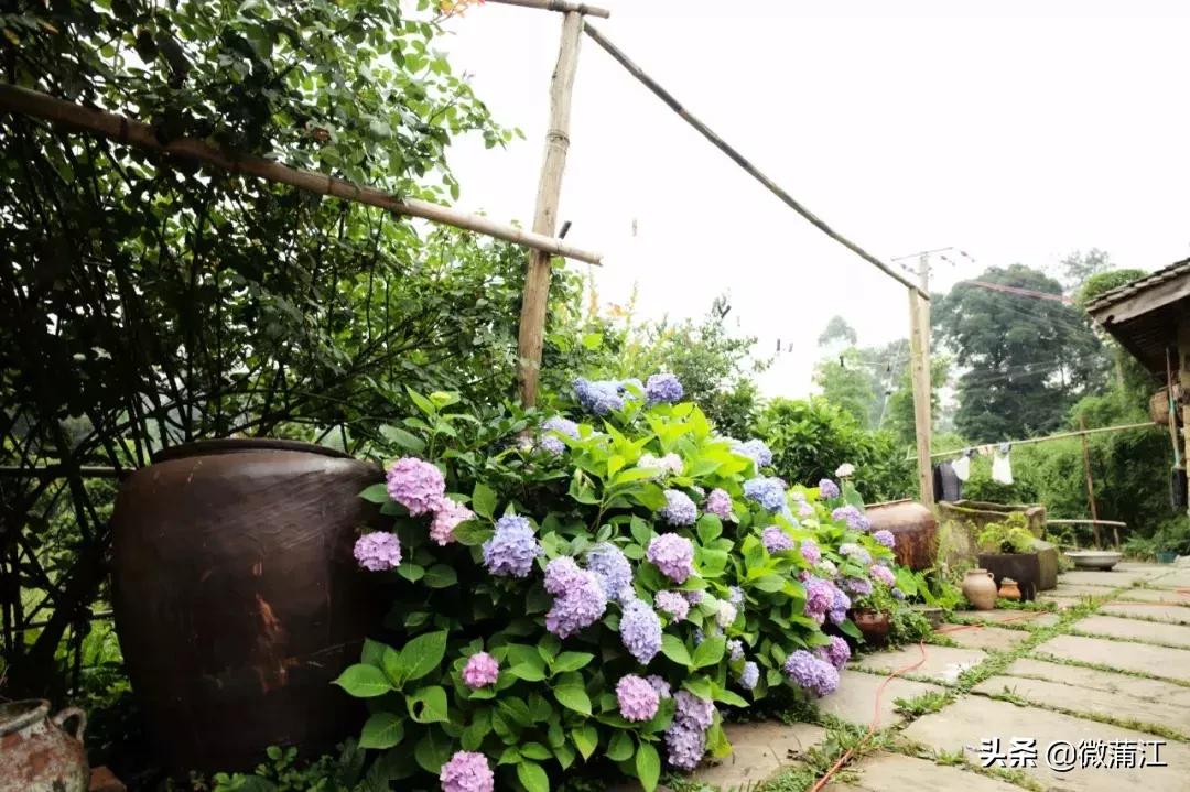 蒲江明月村_明月村新开业民宿_明月村凉山渠绿道