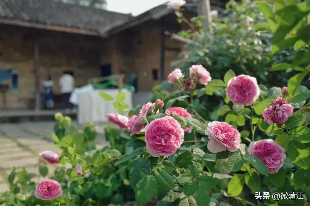 明月村新开业民宿_蒲江明月村_明月村凉山渠绿道