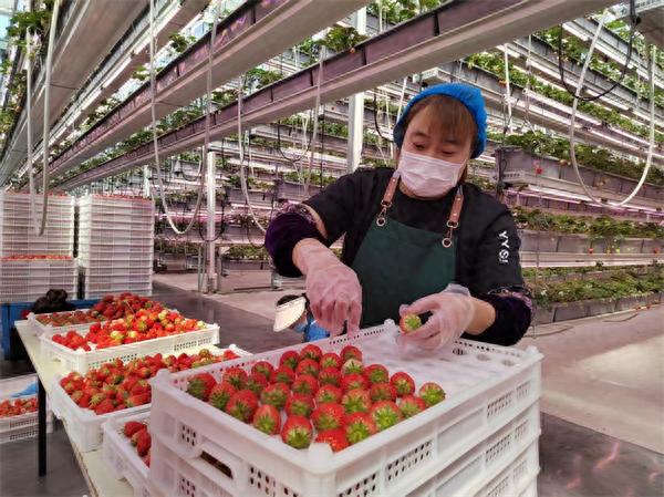 工业余热无土栽培草莓_新疆信发生态农业产业园_生态农业技术与产业化
