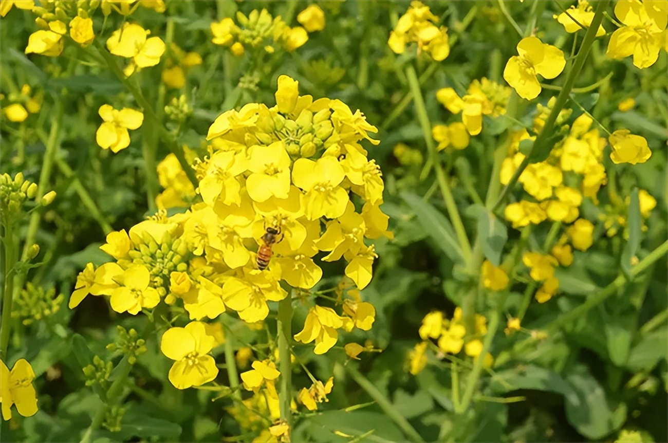 孕妇可以喝土蜂蜜好么_土蜂蜜测评 波美度对比 真正好蜂蜜