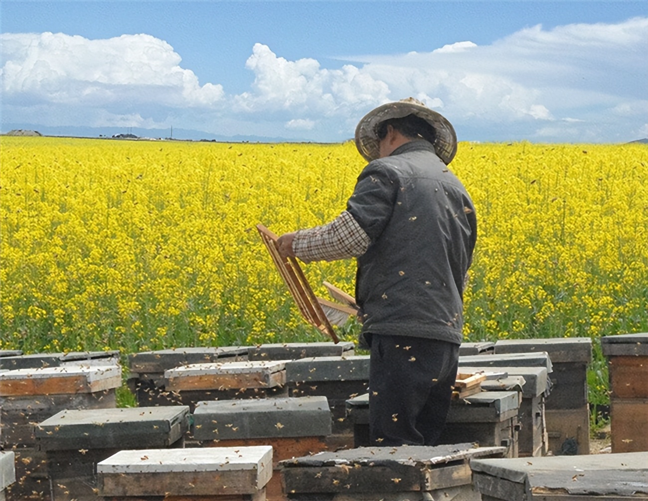 挑选优质蜂蜜_孕妇可以喝土蜂蜜好么_辨别真假蜂蜜