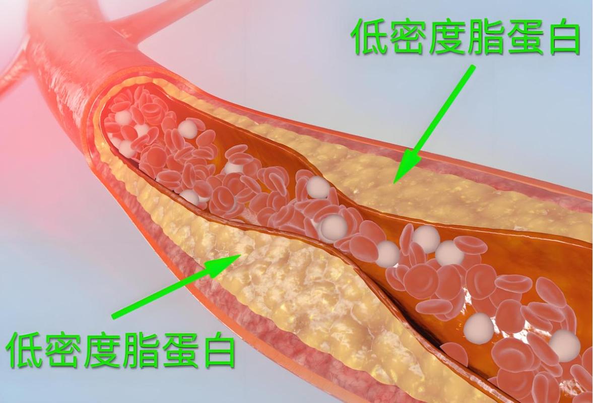 鸡蛋对心血管的影响_人体每天需要多少蛋白_吃鸡蛋胆固醇高吗