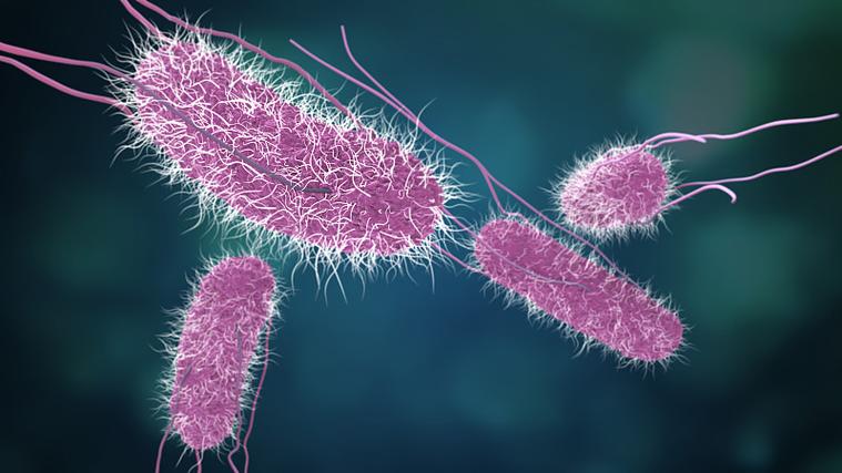 人体每天需要多少蛋白_鸡蛋对心血管的影响_吃鸡蛋胆固醇高吗