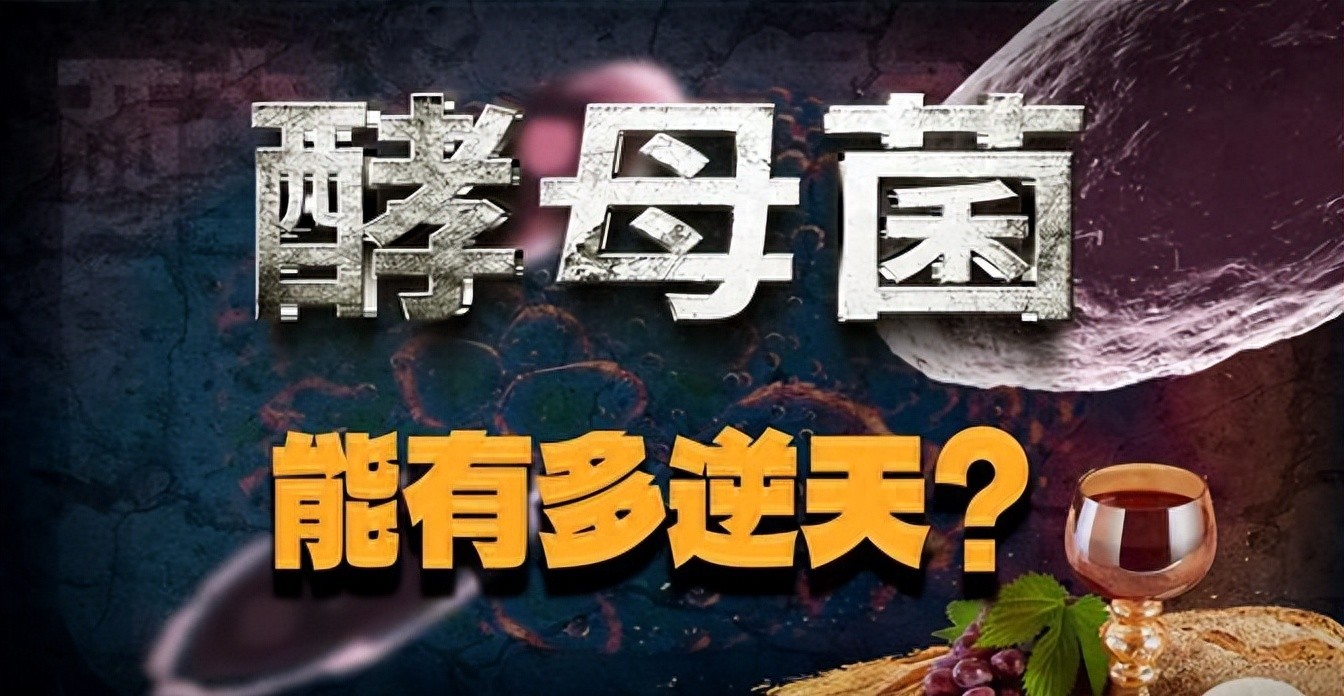 人体每天需要多少蛋白_酵母蛋白替代方案_中老年人蛋白质摄入不足