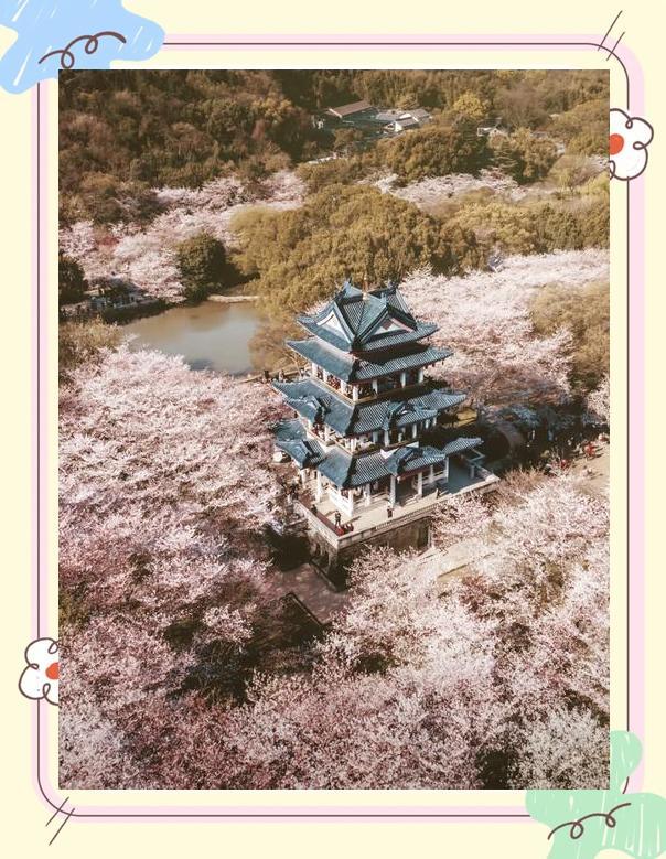 鼋头渚樱花最佳观赏时间_无锡鼋头渚樱花攻略_清明节 鼋头渚 还有樱花吗