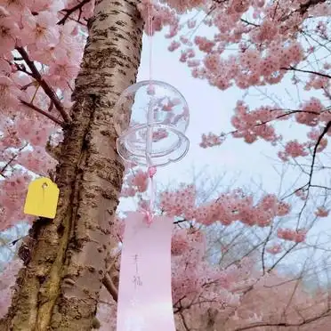 鼋头渚樱花最佳观赏时间路线_无锡鼋头渚赏樱攻略花期路线_清明节 鼋头渚 还有樱花吗