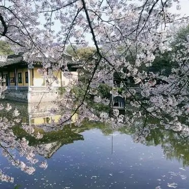 清明节 鼋头渚 还有樱花吗_无锡鼋头渚赏樱攻略花期路线_鼋头渚樱花最佳观赏时间路线