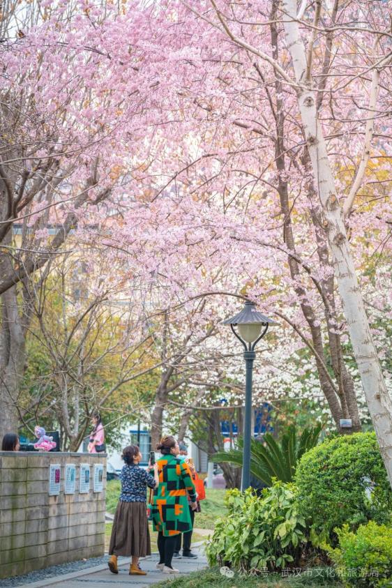 武珞路周围住宿_武汉赏樱住哪里_武汉赏樱酒店推荐