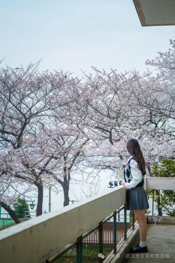 武汉赏樱住哪里_武汉赏樱酒店推荐_武珞路周围住宿