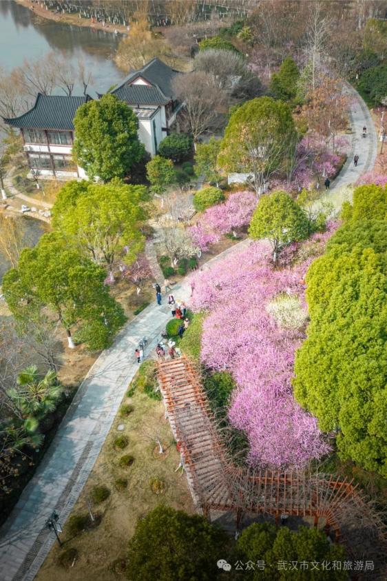 武汉赏樱酒店推荐_武汉赏樱住哪里_武珞路周围住宿