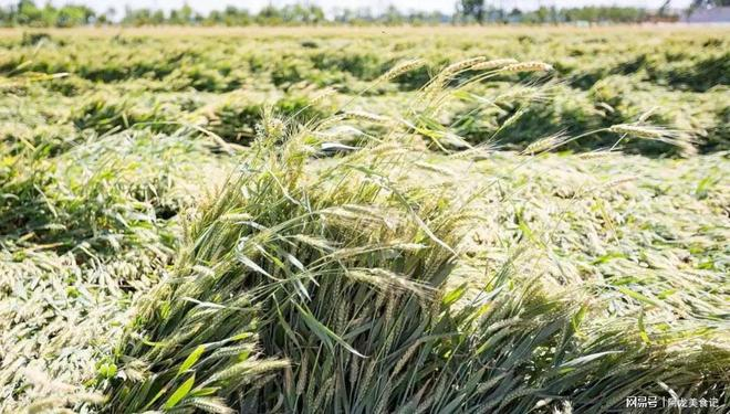 失眠改善食物_助眠天然食物推荐_吃什么东西改善睡眠