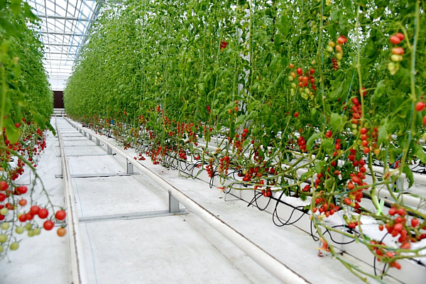 高端温室生态餐厅_杨凌智慧农业示范园_杨凌智慧温室大棚技术