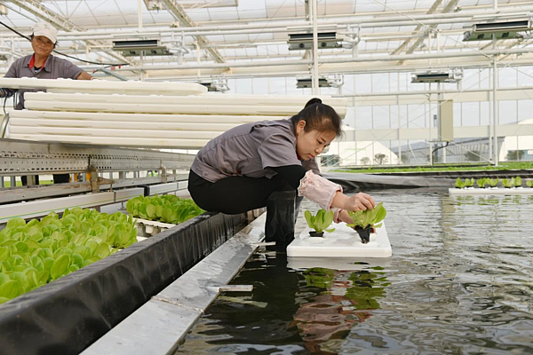 杨凌智慧温室大棚技术_高端温室生态餐厅_杨凌智慧农业示范园