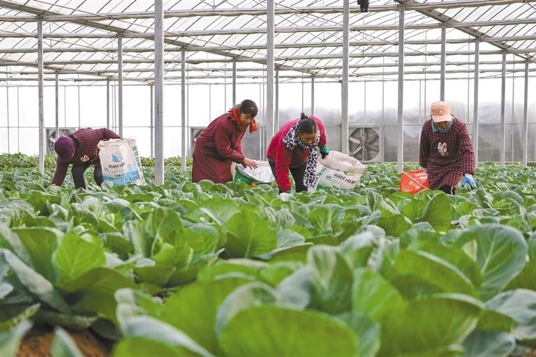 12月20日，在位于安康市汉滨区的冯家坝现代农业园区里，工人给牛心甘蓝施肥。